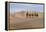 Camel Caravan in the Dunes. Gobi Desert. Mongolia.-Tom Norring-Framed Premier Image Canvas