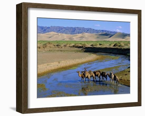 Camel Caravan, Khongoryn Els Dune, Gobi Desert National Park, Omnogov, Mongolia-Bruno Morandi-Framed Photographic Print