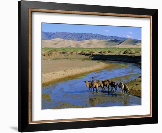 Camel Caravan, Khongoryn Els Dune, Gobi Desert National Park, Omnogov, Mongolia-Bruno Morandi-Framed Photographic Print