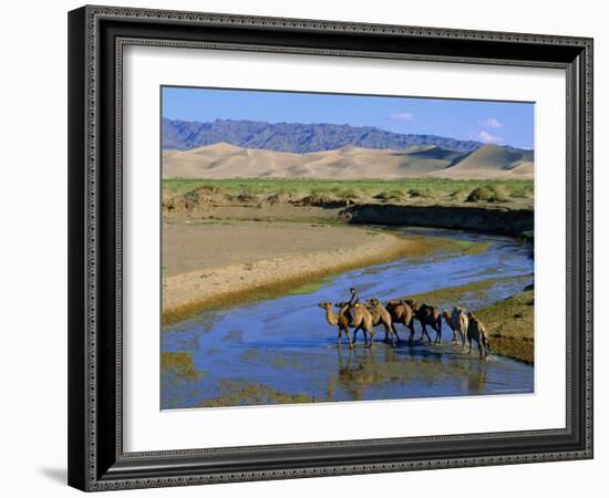 Camel Caravan, Khongoryn Els Dune, Gobi Desert National Park, Omnogov, Mongolia-Bruno Morandi-Framed Photographic Print