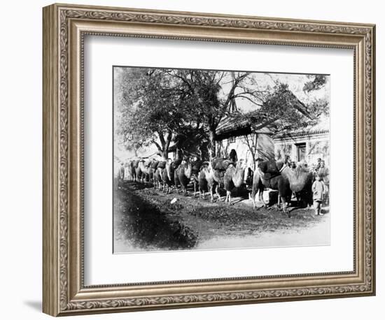 Camel Caravan on the Outskirts of Peking, C.1875-null-Framed Photographic Print