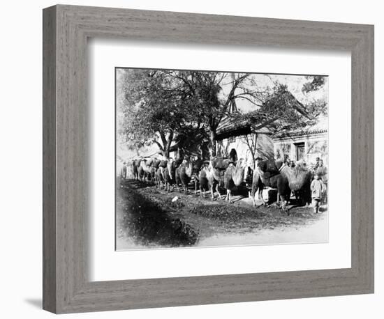 Camel Caravan on the Outskirts of Peking, C.1875-null-Framed Photographic Print