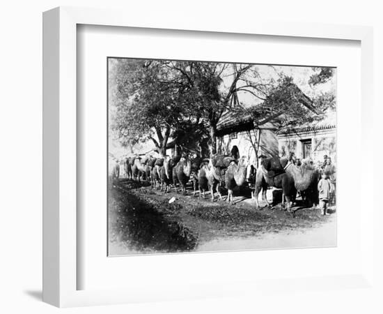 Camel Caravan on the Outskirts of Peking, C.1875-null-Framed Photographic Print