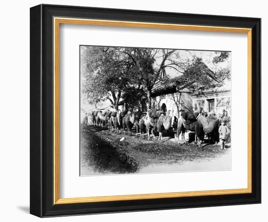 Camel Caravan on the Outskirts of Peking, C.1875-null-Framed Photographic Print