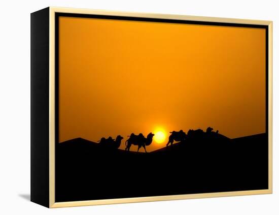 Camel Caravan Silhouette at Dawn, Silk Road, China-Keren Su-Framed Premier Image Canvas