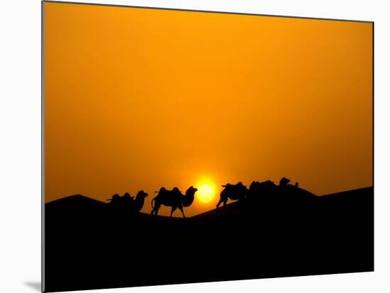 Camel Caravan Silhouette at Dawn, Silk Road, China-Keren Su-Mounted Photographic Print