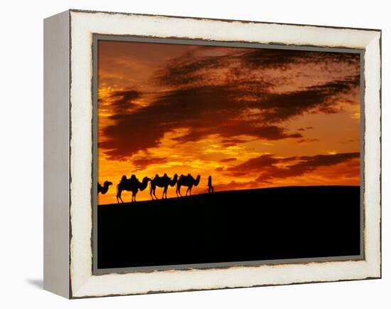 Camel Caravan Silhouette, Silk Road, China-Keren Su-Framed Premier Image Canvas