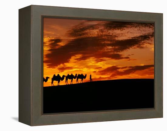 Camel Caravan Silhouette, Silk Road, China-Keren Su-Framed Premier Image Canvas