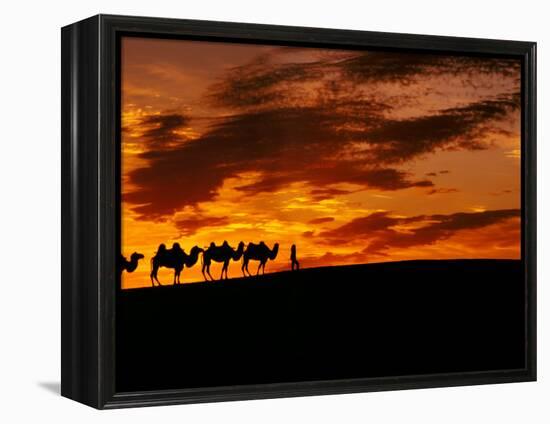 Camel Caravan Silhouette, Silk Road, China-Keren Su-Framed Premier Image Canvas