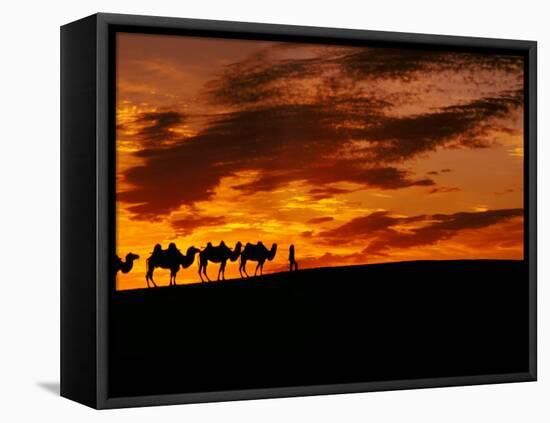 Camel Caravan Silhouette, Silk Road, China-Keren Su-Framed Premier Image Canvas