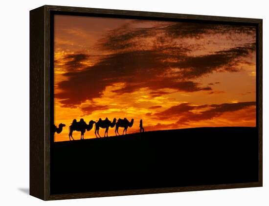 Camel Caravan Silhouette, Silk Road, China-Keren Su-Framed Premier Image Canvas