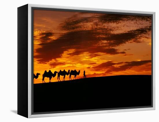 Camel Caravan Silhouette, Silk Road, China-Keren Su-Framed Premier Image Canvas