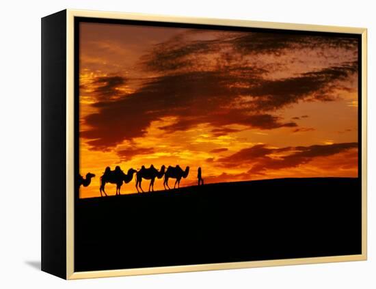 Camel Caravan Silhouette, Silk Road, China-Keren Su-Framed Premier Image Canvas