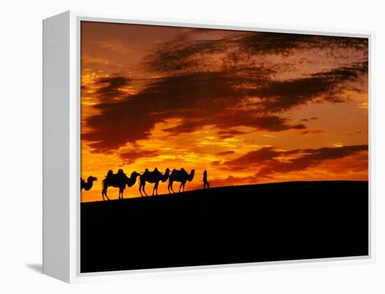 Camel Caravan Silhouette, Silk Road, China-Keren Su-Framed Premier Image Canvas