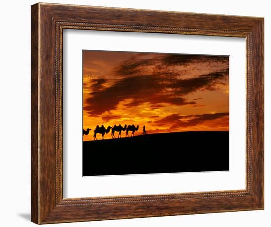 Camel Caravan Silhouette, Silk Road, China-Keren Su-Framed Photographic Print