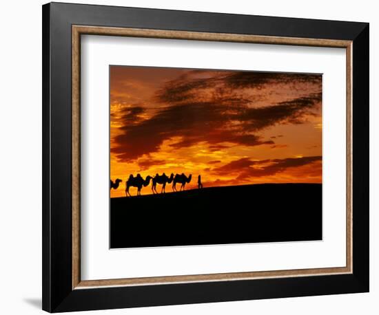 Camel Caravan Silhouette, Silk Road, China-Keren Su-Framed Photographic Print