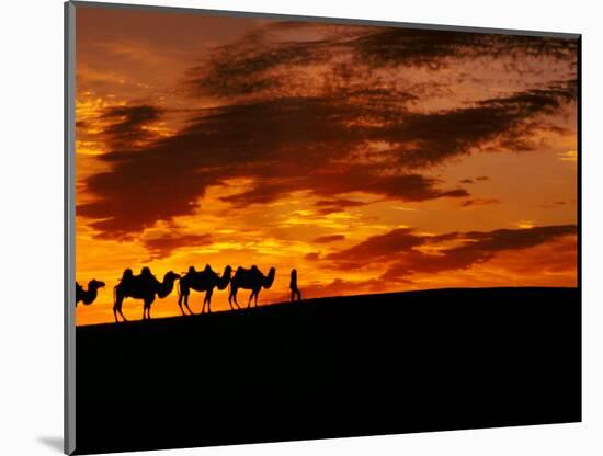 Camel Caravan Silhouette, Silk Road, China-Keren Su-Mounted Photographic Print