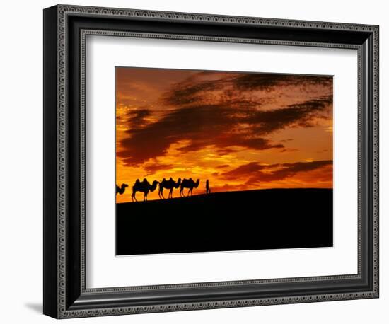 Camel Caravan Silhouette, Silk Road, China-Keren Su-Framed Photographic Print