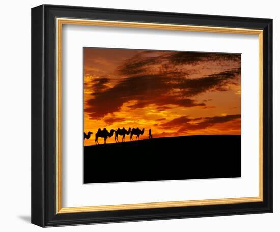 Camel Caravan Silhouette, Silk Road, China-Keren Su-Framed Photographic Print