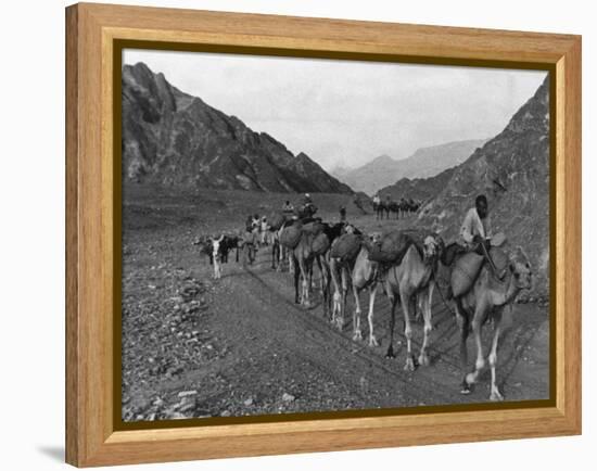 Camel Caravan-null-Framed Premier Image Canvas