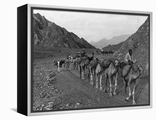 Camel Caravan-null-Framed Premier Image Canvas
