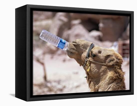 Camel Drinking, Jordan, Petra-Neale Clarke-Framed Premier Image Canvas