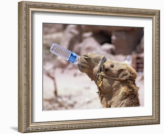 Camel Drinking, Jordan, Petra-Neale Clarke-Framed Photographic Print