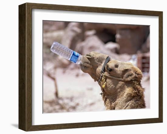 Camel Drinking, Jordan, Petra-Neale Clarke-Framed Photographic Print