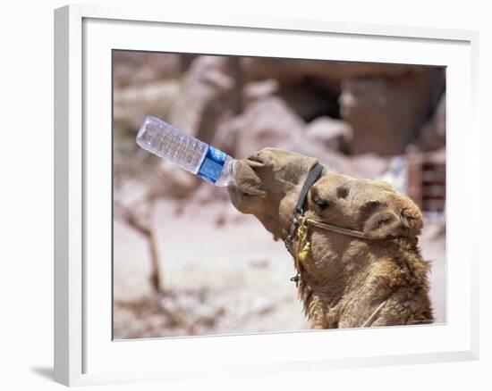 Camel Drinking, Jordan, Petra-Neale Clarke-Framed Photographic Print