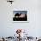 Camel Driver at Dusk in the Sahara Desert, Near Douz, Kebili, Tunisia, North Africa, Africa-Godong-Framed Photographic Print displayed on a wall