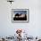 Camel Driver at Dusk in the Sahara Desert, Near Douz, Kebili, Tunisia, North Africa, Africa-Godong-Framed Photographic Print displayed on a wall