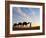 Camel Driver, Sahara Desert, Merzouga, Morocco, (MR)-Doug Pearson-Framed Photographic Print