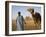 Camel Driver Stands in Front of the Pyramids at Giza, Egypt-Julian Love-Framed Photographic Print