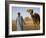 Camel Driver Stands in Front of the Pyramids at Giza, Egypt-Julian Love-Framed Photographic Print