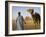 Camel Driver Stands in Front of the Pyramids at Giza, Egypt-Julian Love-Framed Photographic Print