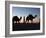 Camel Drivers at Dusk in the Sahara Desert, Near Douz, Kebili, Tunisia, North Africa, Africa-Godong-Framed Photographic Print