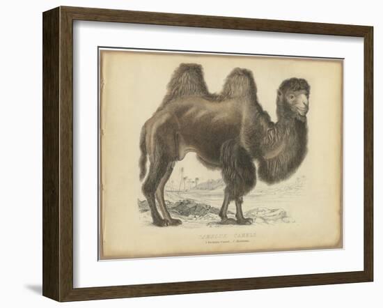 Camel Dromedary-null-Framed Art Print