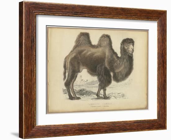 Camel Dromedary-null-Framed Art Print