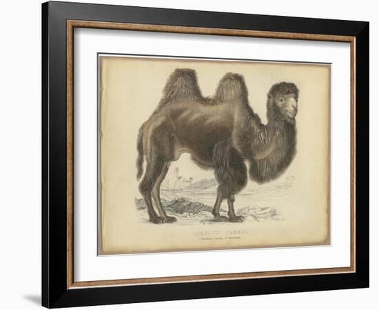 Camel Dromedary-null-Framed Art Print