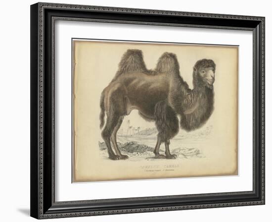 Camel Dromedary-null-Framed Art Print