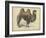 Camel Dromedary-null-Framed Art Print