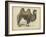 Camel Dromedary-null-Framed Art Print