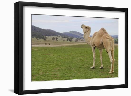 Camel In Australia-Incredi-Framed Giclee Print