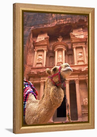 Camel in Front of the Treasury, Petra, Jordan, Middle East-Neil Farrin-Framed Premier Image Canvas