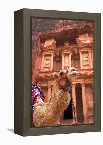 Camel in Front of the Treasury, Petra, Jordan, Middle East-Neil Farrin-Framed Premier Image Canvas