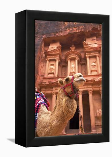 Camel in Front of the Treasury, Petra, Jordan, Middle East-Neil Farrin-Framed Premier Image Canvas