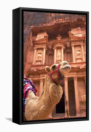 Camel in Front of the Treasury, Petra, Jordan, Middle East-Neil Farrin-Framed Premier Image Canvas