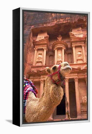 Camel in Front of the Treasury, Petra, Jordan, Middle East-Neil Farrin-Framed Premier Image Canvas