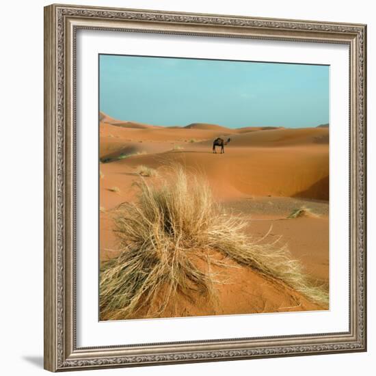 Camel in Sahara Desert-Steven Boone-Framed Photographic Print