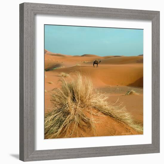 Camel in Sahara Desert-Steven Boone-Framed Photographic Print